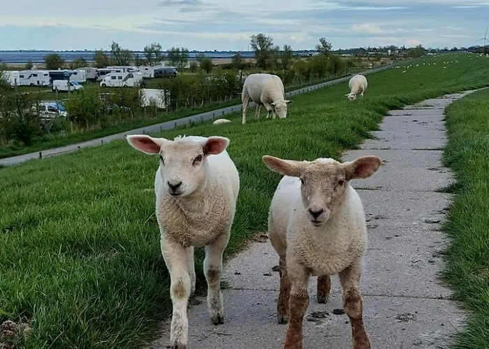 Wattwurm In By Interhome